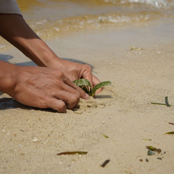 planting seagrass(1)
